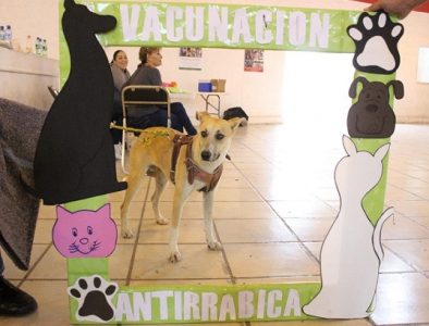 Concluye campaña de esterilización y vacunación para perros y gatos en Cuencamé