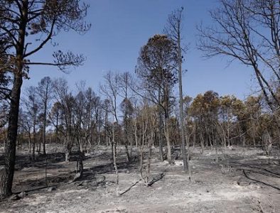 Incendios forestales se extinguieron en su totalidad