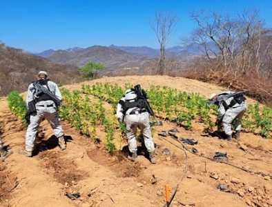 Destruye Guardia Nacional más de 18 mil plantas de marihuana en Tamazula