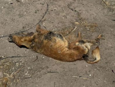 Envenenan en Durango capital a más de 30 animales