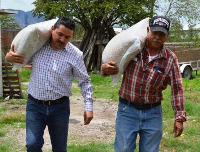 Consigue Nuevo Ideal semilla de frijol para campesinos de la región