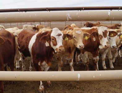 Piden reforzar acciones contra el gusano barrenador para proteger ganado de Durango