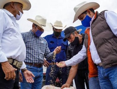 Con 60 toneladas de semilla de avena, Estado y Municipio apoyan a ganaderos