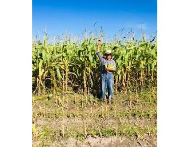 Con semilla certificada que entregó Salum, aumenta 30% cosechas de maíz