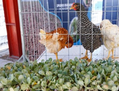 Entrega Gobernador apoyos para reactivar economía del campo duranguense