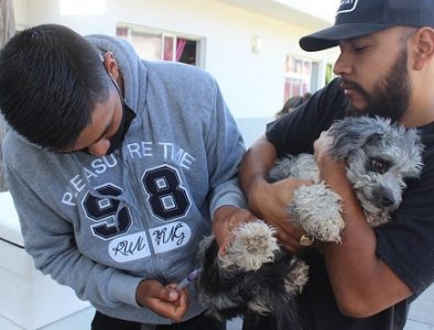 Realizan jornada de vacunación antirrábica en Peñón Blanco