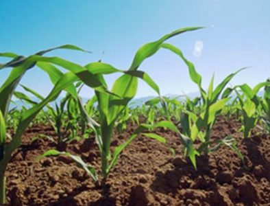 Necesario, impulsar desarrollo rural sustentable