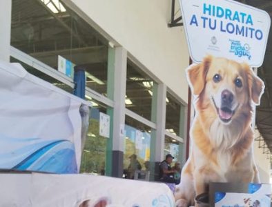 Con instalación de bebederos, cuidan a las mascotas de los duranguenses