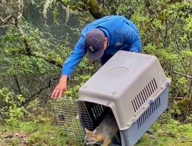 Liberan en Durango a cinco animales silvestres rehabilitados por el Zoológico Sahuatoba