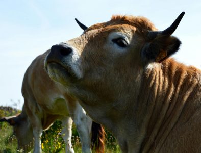 Desvían embarque de ganado de Nicaragua para proteger sanidad ganadera en Durango
