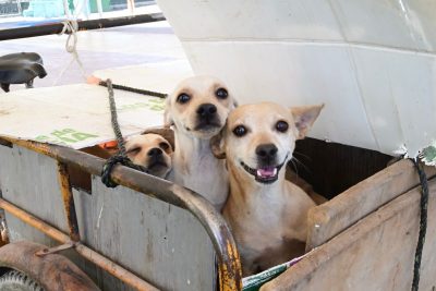 Gómezpalatinos participan en la Campaña de Adopción de Mascotas