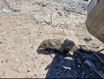 Gobierno de Betzabé rescata y libera fauna silvestre, reforzando el cuidado ambiental en Gómez Palacio